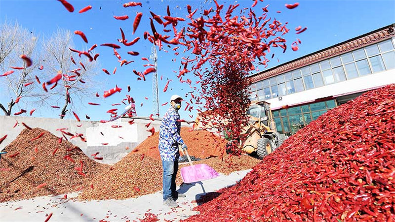 Hebei : les piments rouges stimulent la revitalisation rurale à Dingzhou