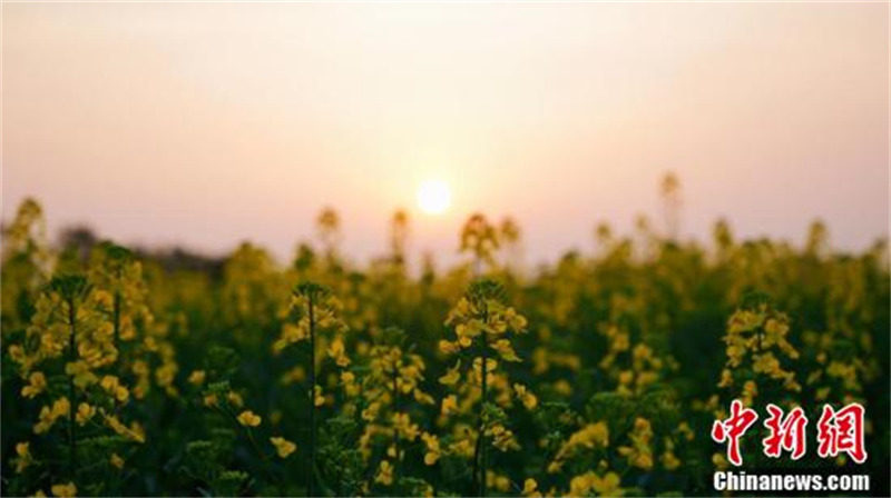 Hubei : à Dangyang, mille mu de champs de colza ressemblent à une peinture à l'huile