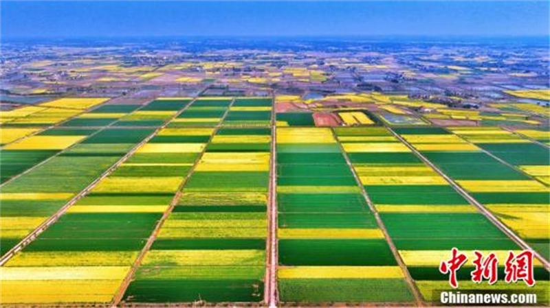 Hubei : à Dangyang, mille mu de champs de colza ressemblent à une peinture à l'huile
