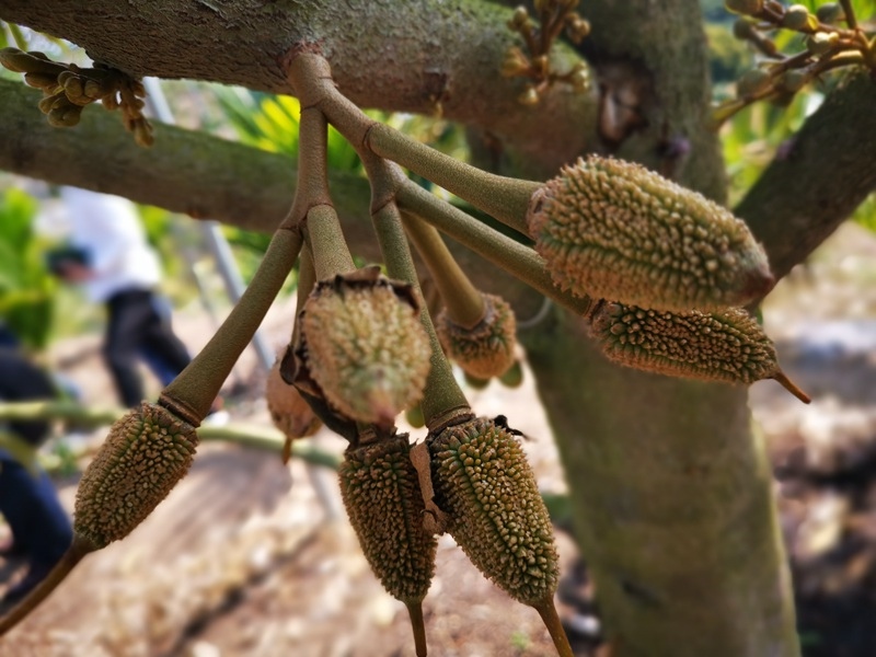 Hainan : le durian de Sanya cultivé avec succès, ses fruits seront disponibles à grande échelle en juin de cette année
