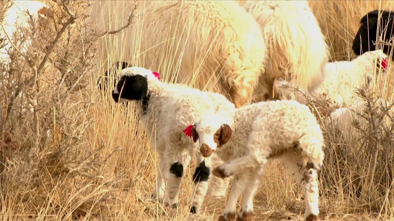 Qinghai : les bergers s'affairent à la production printanière, à l'agnelage et à l'allaitement des « brebis heureuses » à Mangya