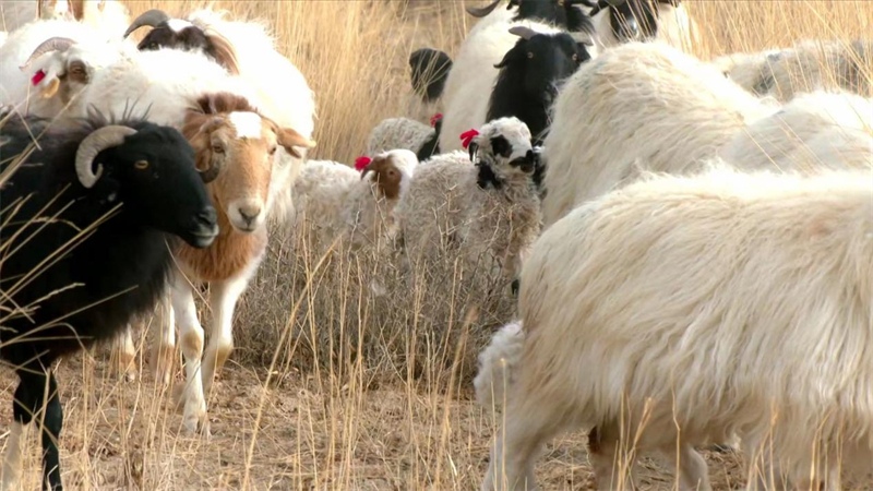 Qinghai : les bergers s'affairent à la production printanière, à l'agnelage et à l'allaitement des « brebis heureuses » à Mangya