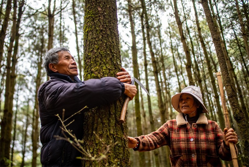 Yunnan : une montagne pour deux générations, plus de quarante ans de « gardiennage vert »