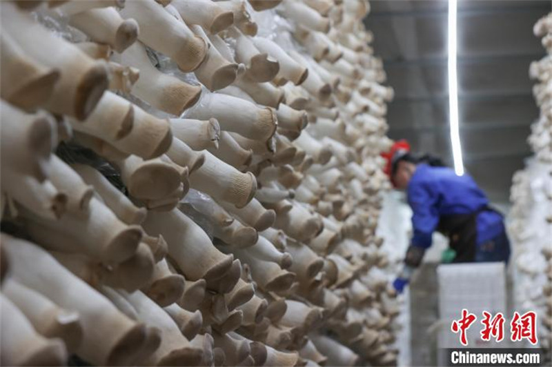 Guizhou : l'industrie des champignons comestibles de Daozhen favorise l'emploi et augmente les revenus