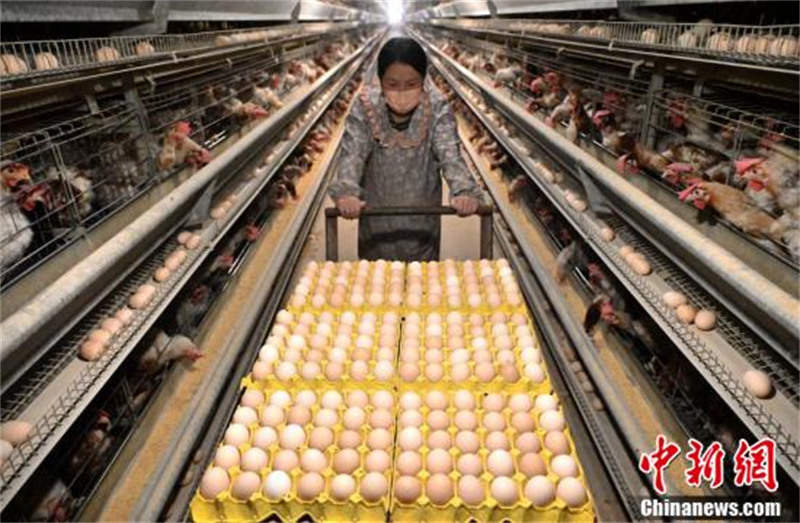 Hebei : la « ville natale des poules pondeuses en bois de Chine » à Guantao