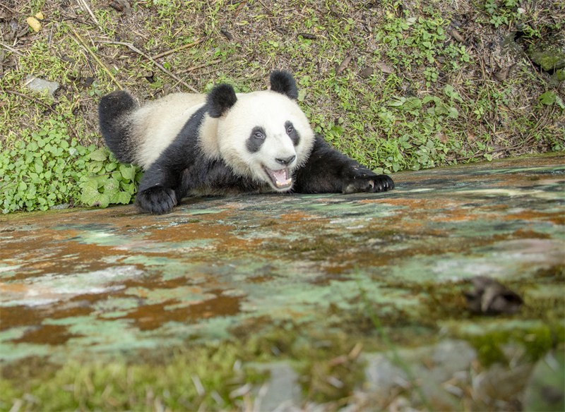 Venez découvrir le « panda géant vedette » Huahua