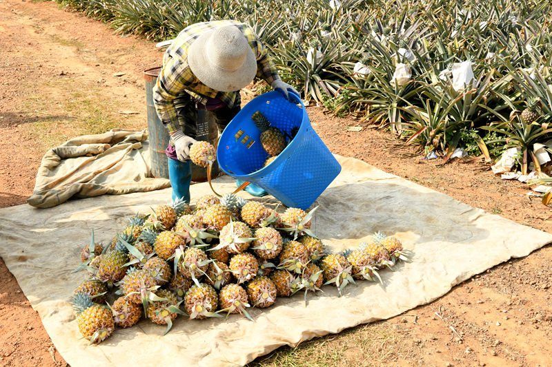 Hainan : le rendement de l'ananas mangue a dépassé 2 000 kg par mu