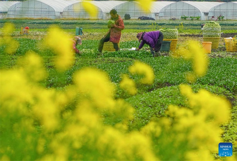 L'équinoxe de printemps est là, les villageois de toute la Chine s'affairent aux travaux agricoles