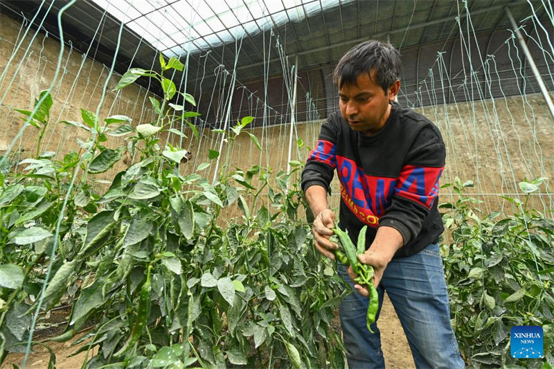 Xinjiang : une agriculture modernisée se développe dans le comté de Bohu