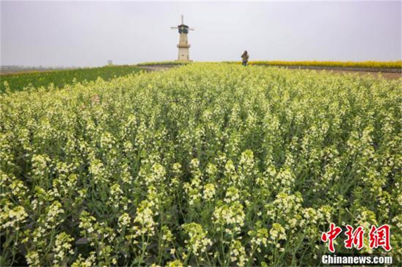 Jiangsu : les fleurs de colza colorées s'épanouissent à Huai'an