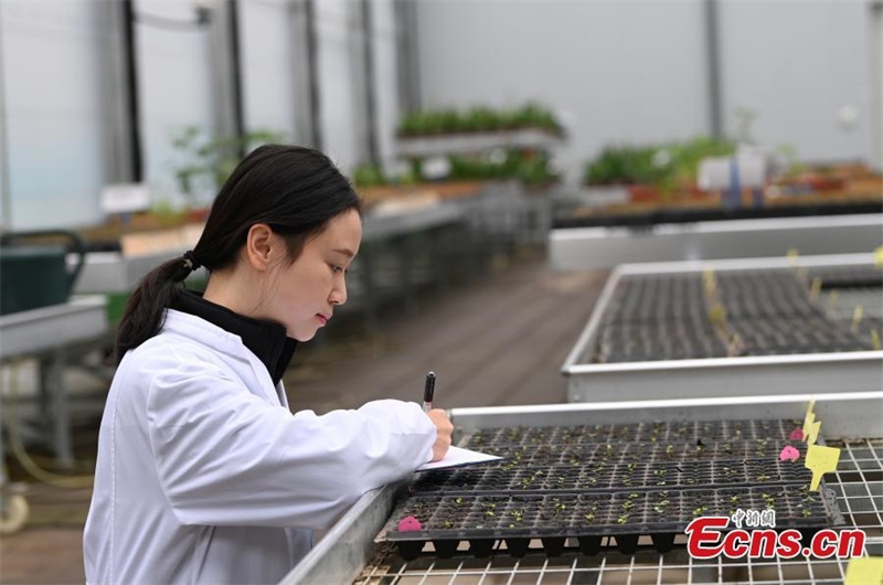 Sichuan : 4 000 graines de cotton-rose apportées de l'espace germent
