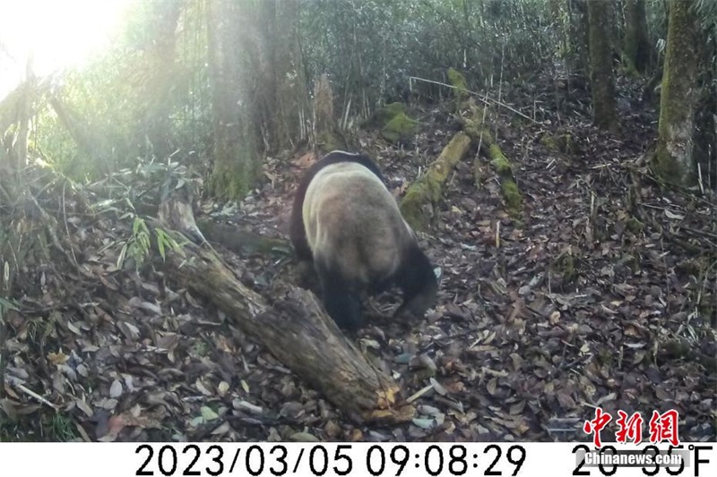 Photo prise le 5 mars 2023 par la caméra infrarouge montrant un panda géant cherchant de la nourriture. (Photo / Bureau du mont Meishan du Parc national des pandas géants)