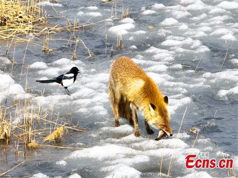 Un renard roux repéré par une caméra dans la Réserve naturelle nationale de Boluohu, dans la province du Jilin (nord-est de la Chine). (Zhao Lengbing / China News Service)
