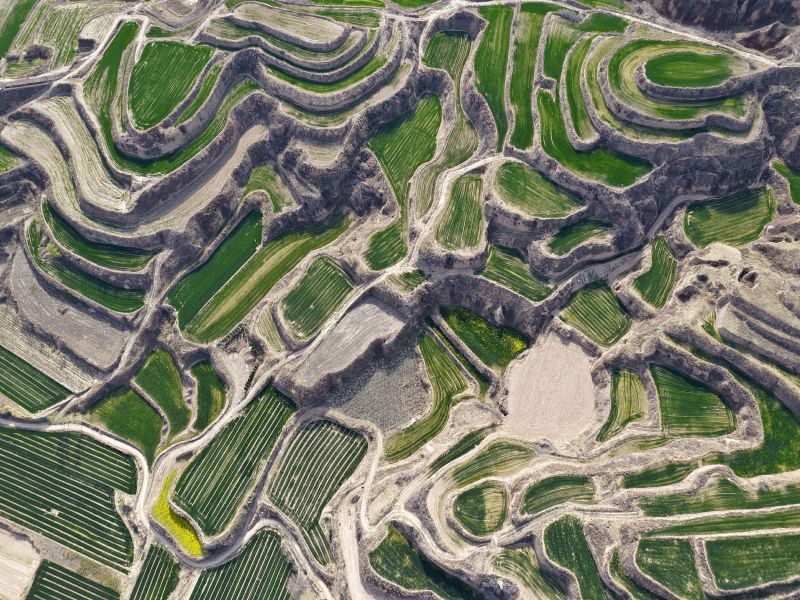 Les cultures décorent les champs en terrasses sur le plateau de Lœss avec des couleurs vertes et jaunes à Yuncheng, dans la province du Shanxi (nord de la Chine), le 28 mars 2023. (Photo / VCG)