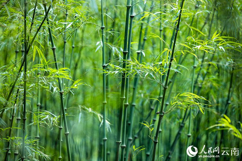Yunnan : le début de la récolte des pousses de bambou à Daguan