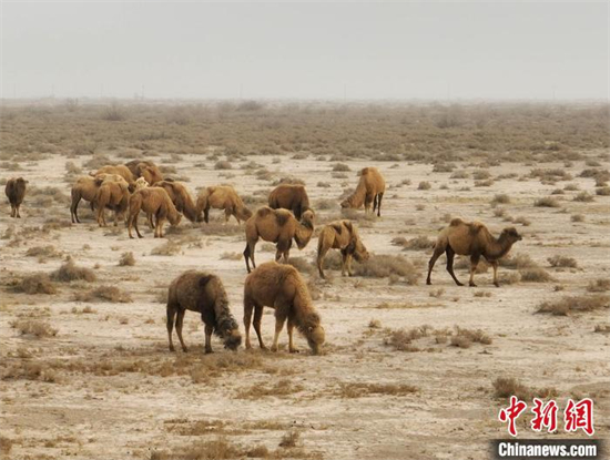Des chameaux portant des capteurs de localisation mangent de l'herbe dans le vaste désert de Tumxuk, dans la région autonome ouïghoure du Xinjiang (nord-ouest de la Chine). (Photo / Chinanews.com)