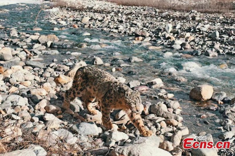 Un léopard a été récemment photographié dans les monts Qilian à Zhangye, dans la province du Gansu (nord-ouest de la Chine). (Lang Wenrui / China News Service)
