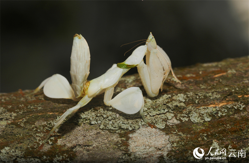 Yunnan : la mante religieuse orchidée photographiée pour la première fois dans le comté de Ning'er