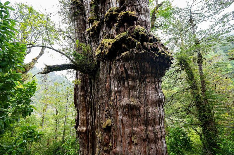 Le plus vieil arbre du monde découvert au Chili