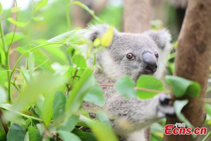 Guangdong : un koala issu d'une famille de huit générations rencontre le public à Guangzhou