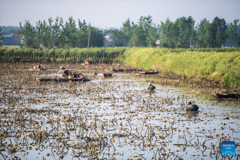 Hunan : Les agriculteurs s'affairent à la récolte des racines de lotus à Lingjiaohu