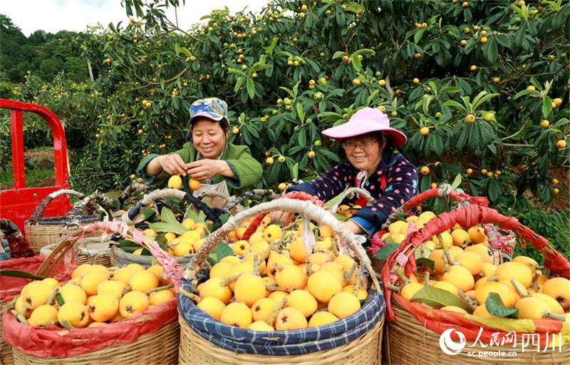 Sichuan : les agriculteurs occupés à cueillir et vendre des nèfles