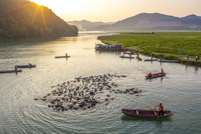 Plus de 100 buffles traversent la rivière Jialing à la nage le matin pour aller paître sur une île au milieu de la rivière, le 3 mai 2023. (Photo / VCG)