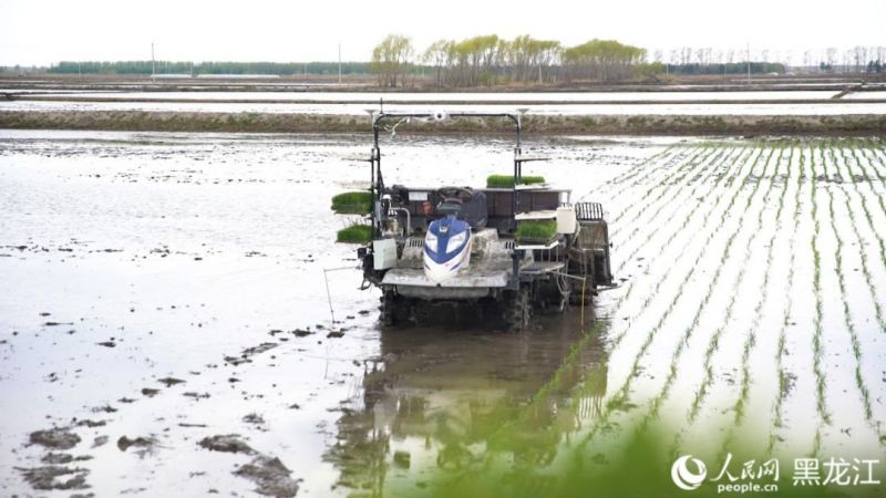 Heilongjiang : les repiqueuses autonomes optimisent l'efficacité des labours de printemps