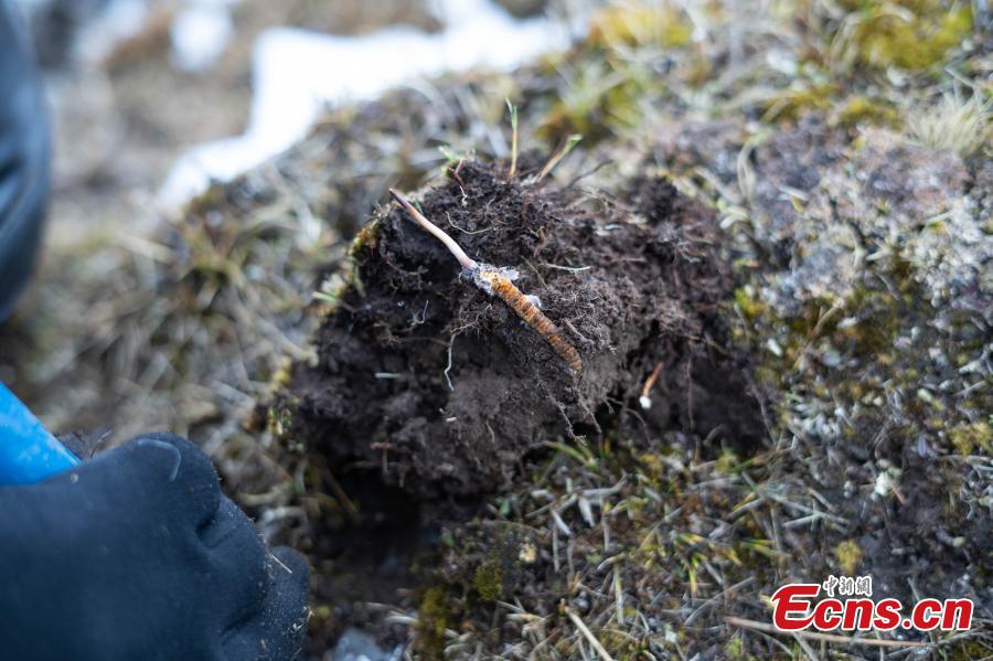 Le Tibet entre dans la saison de récolte des champignons chenilles