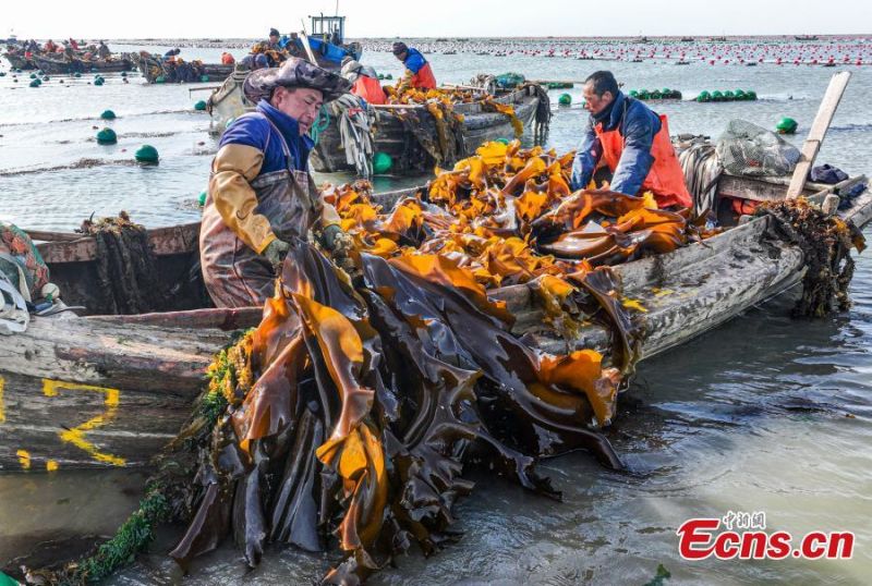 Shandong : des pêcheurs s'affairent à la récolte d'algues