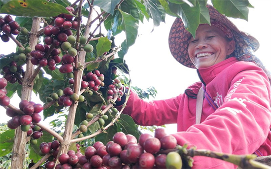 Des producteurs de café cueillent des fruits de café mûrs. (Yan Sanka / Le Quotidien du Peuple en ligne)