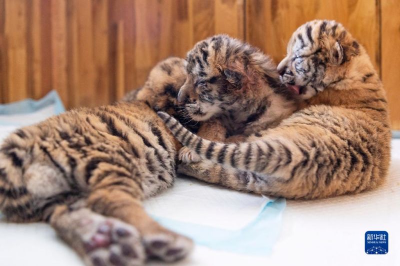 Les petits tigres de Sibérie dans le parc, le 22 mai. (Xie Jianfei / Xinhua)