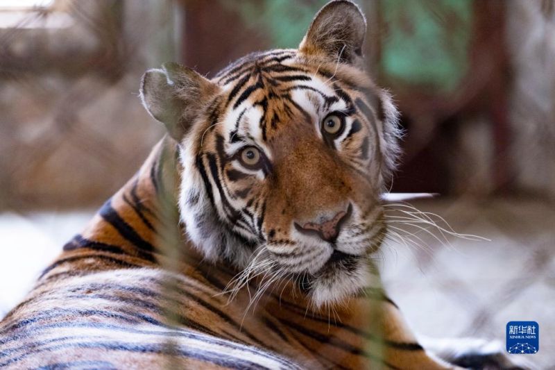 Heilongjiang : les tigres entrent dans leur période de reproduction au parc des tigres de Sibérie