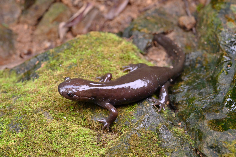 Fujian : une nouvelle espèce de salamandre découverte dans la réserve naturelle nationale de Meihuashan