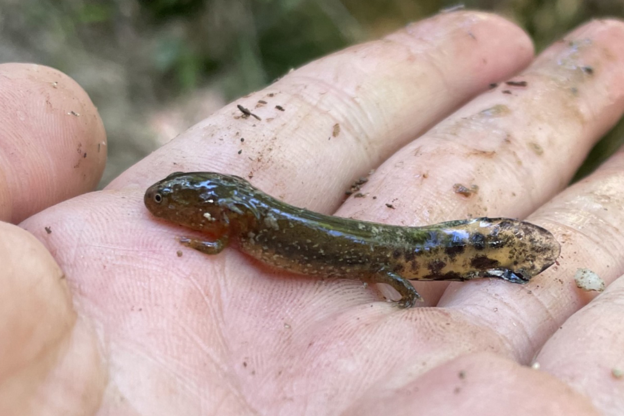 Fujian : une nouvelle espèce de salamandre découverte dans la réserve naturelle nationale de Meihuashan