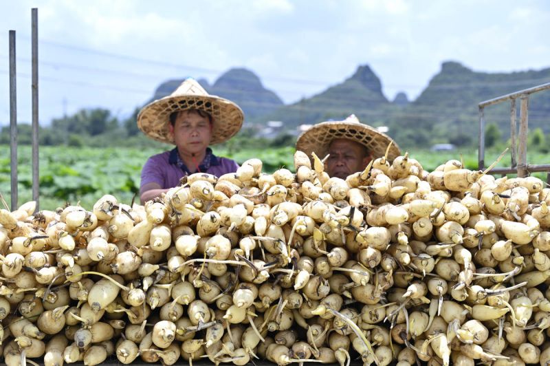 Guangxi : les racines de lotus entrent en période de récolte