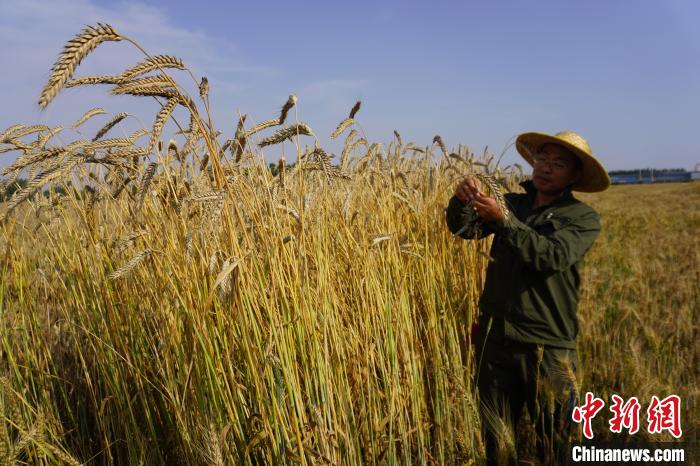Henan : le blé coloré et spécial de Xinxiang