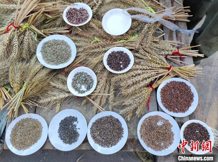 Henan : le blé coloré et spécial de Xinxiang