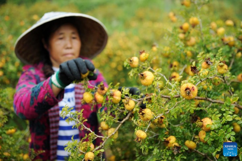 Guizhou : la culture de la poire épineuse s'avère fructueuse pour les agriculteurs de montagne