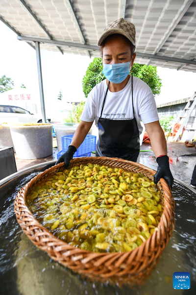 Guizhou : la culture de la poire épineuse s'avère fructueuse pour les agriculteurs de montagne