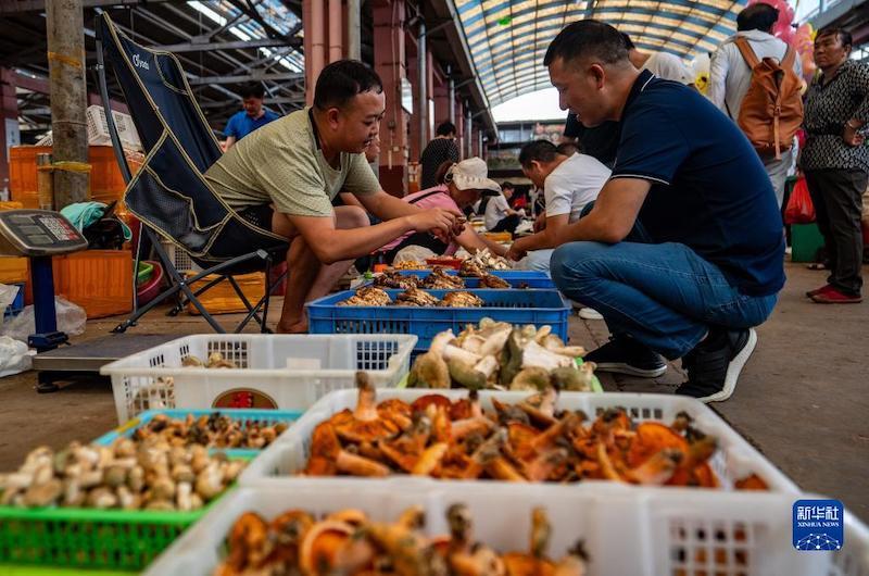 Yunnan: Les champignons sauvages inondent le marché