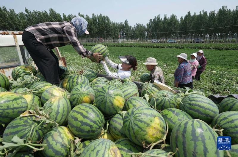 Hebei : La saison de la cueillette des pastèques