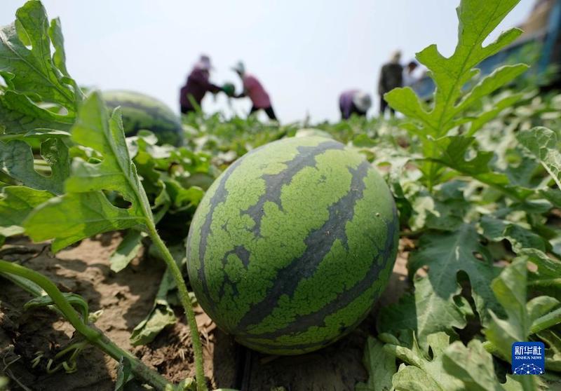 Hebei : La saison de la cueillette des pastèques