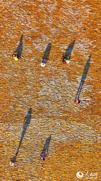 Jiangxi : comment le séchage des pousses de bambou permet d'augmenter les revenus