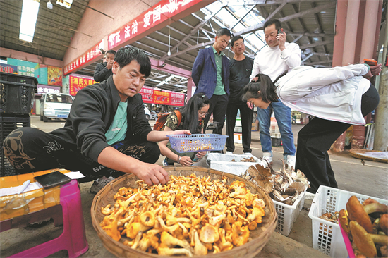 Des clients achètent des champignons sauvages dans un marché couvert à Kunming située dans la province du Yunnan. (Liu Ranyang / China News Service)