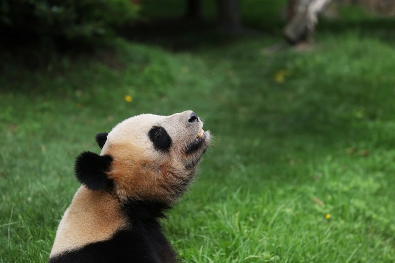 La France a fait ses adieux à Yuan Meng