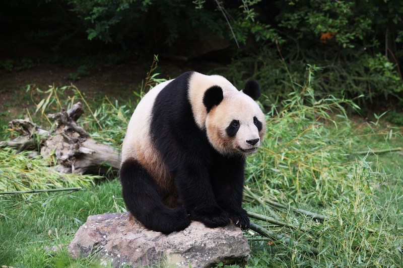 La France a fait ses adieux à Yuan Meng