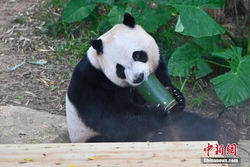 Guangdong : les pandas géants ont des moyens « cool » de lutter contre la chaleur estivale