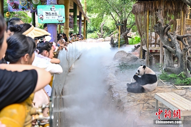 Guangdong : les pandas géants ont des moyens « cool » de lutter contre la chaleur estivale