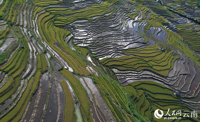 Yunnan : aussi beau qu'un tableau ! Le parfum du riz, témoin de la récolte de centaines d'hectares de terrasses à Luchun